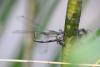 Chalcolestes viridis